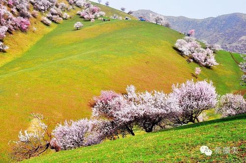 伊犁吐尔根杏花沟,大西沟福寿山