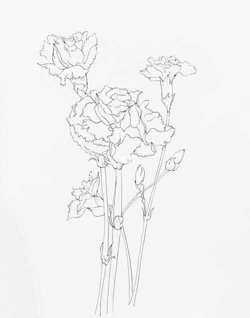 康乃馨_康乃馨_手绘_文化_绘画