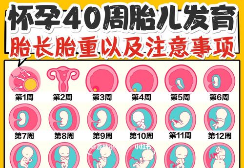 孕期1-40周|胎儿发育全过程变化和b超单解读!
