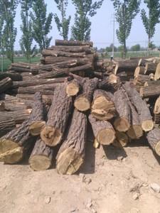 长期销售槐木刺槐木原木板材