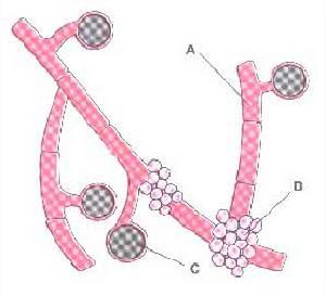 白假丝酵母菌 ( saccharomyces albicans )示意图