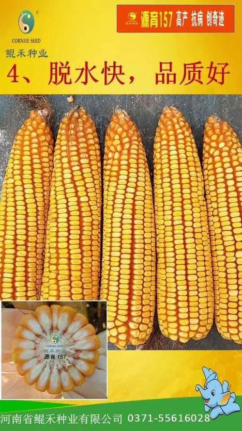 源玉157国审玉米种在我县种过都说好的品种!开始促销!