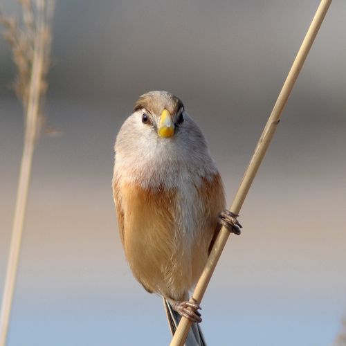 听听三道眉草鹀的叫声