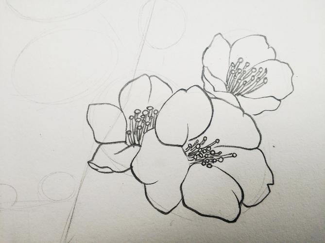 花卉速写(10岁以及以上)