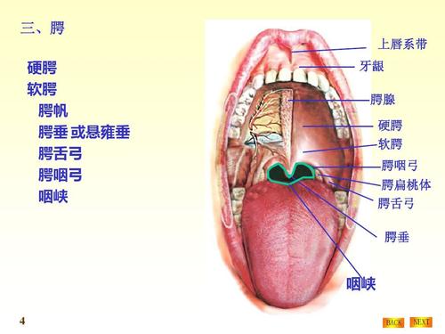 腭扁桃体 腭舌弓 腭垂 上一页第4页 下一页 你可能喜欢 人体解剖学