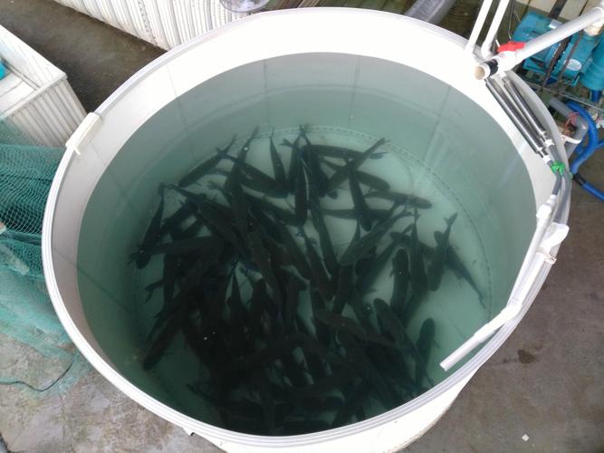 diy环保pvc塑料养殖池蓄水池