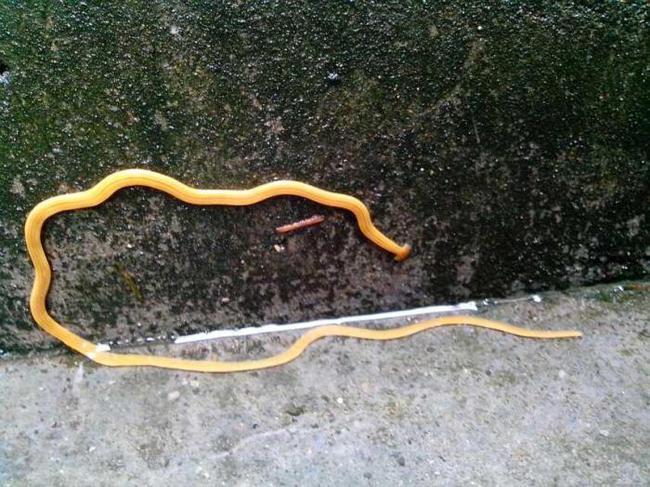 身体扁平不分节,体黄色,其上有五条黑色纵纹生活于树根旁或墙脚下阴湿