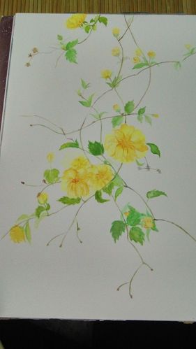 水彩重瓣棣棠花 - 简书