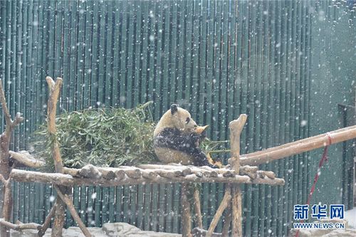 大熊猫"乐享"雪景