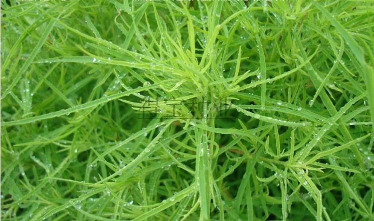 地肤草种子 盆栽花卉种子观叶植物四季易播花籽 室内有氧种植促销