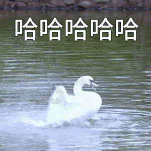 北海道洞爷湖天鹅哈哈哈聊天表情包gif高清图片