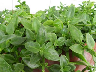 田七生吃和熟吃的方法