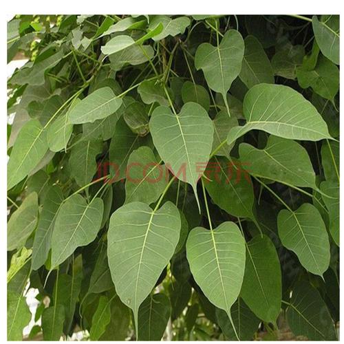 佛教瑰宝,菩提树苗,平安树,大金刚菩提树 1.4米高大苗