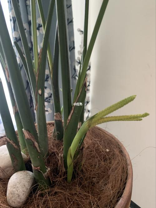 大家快来看看我的散尾葵开花98了,很少见吧!