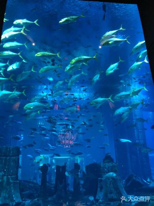 迪拜亚特兰蒂斯失落的空间水族馆图片 - 第89张