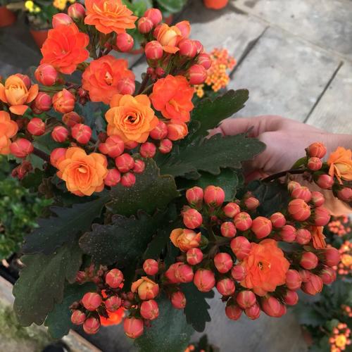 索尔爱米园艺长寿花重瓣室内花卉新品羽叶系列多肉植物