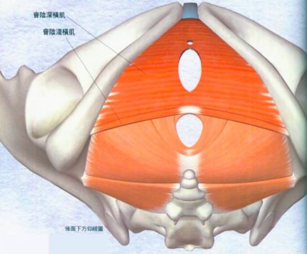 提肛肌是一块大块的肌肉,由耻骨直肠肌,耻骨尾骨肌,髂骨尾骨肌所组成