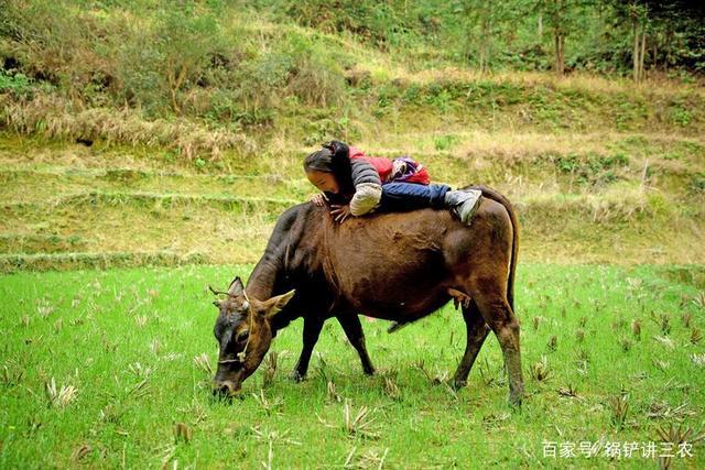 每次只要一放学都会去放牛,但到现在,农村养牛的却越来越少了