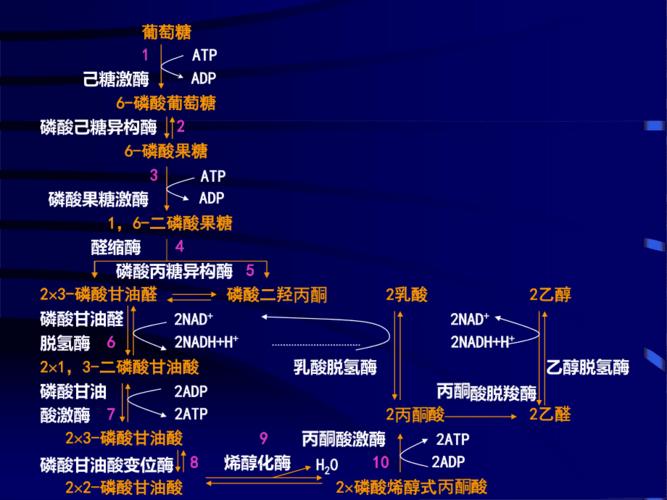 第五章糖代谢糖酵解途径