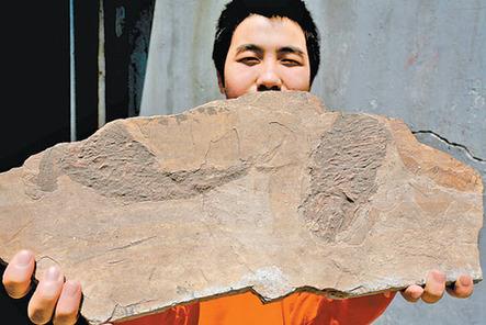 乌鲁木齐一工地发现鱼纹化石 形成于侏罗纪