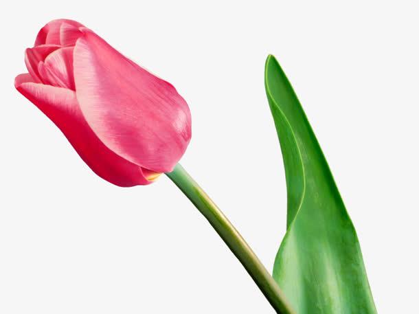 一朵郁金香花粉红色花