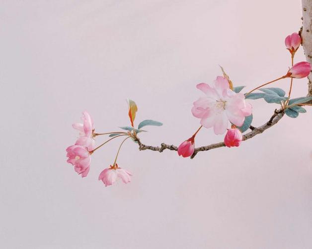 草木-花瓣网|陪你做生活的设计师 | 〔 古风水彩素材 〕作者" 山人辰