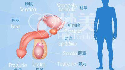 睾丸皮上有小白疙瘩是怎么回事?