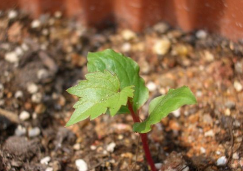 有没有人种植红提葡萄的,可不可以提供几张发芽时相片