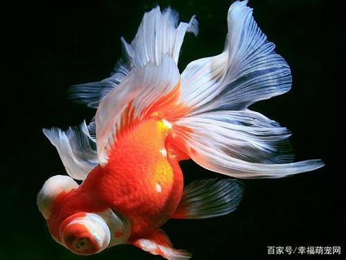 观赏鱼:为什么金鱼总是容易死?