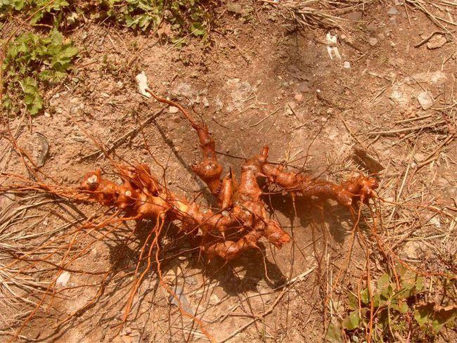 金刚藤的原植物有哪些?