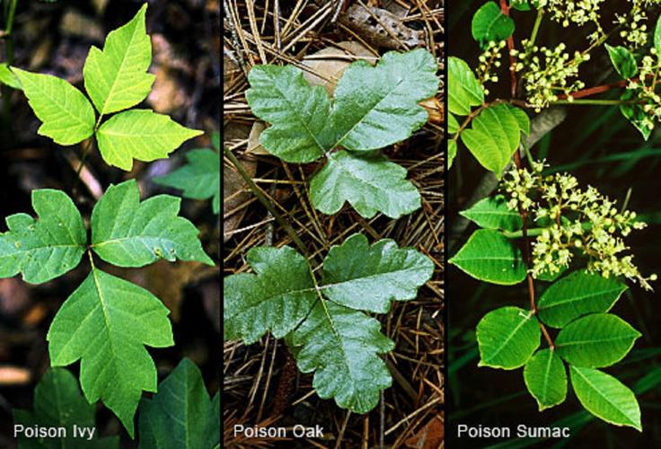 posion ivy? sorry if this isnt the right sub