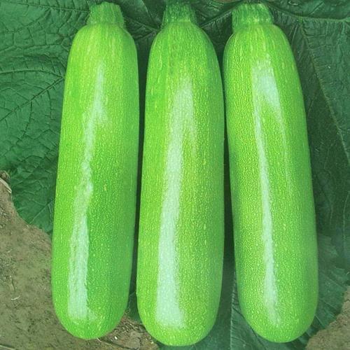 转基因可留种西葫芦葫芦熊瓜白番瓜美洲南瓜小瓜菜瓜家庭园艺种子