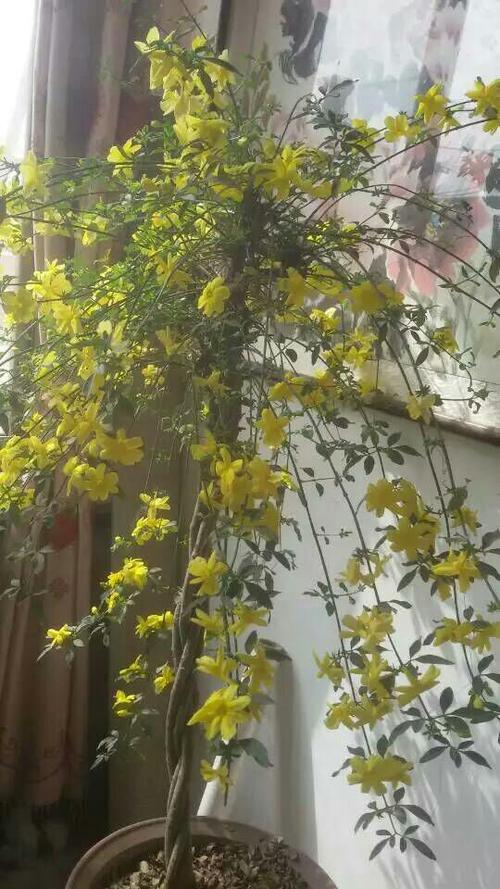 【迎春花】花开花落叶 花雨落新城