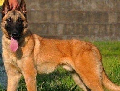 从哈尔滨警犬基地抱回的血统纯正黄色马犬,其