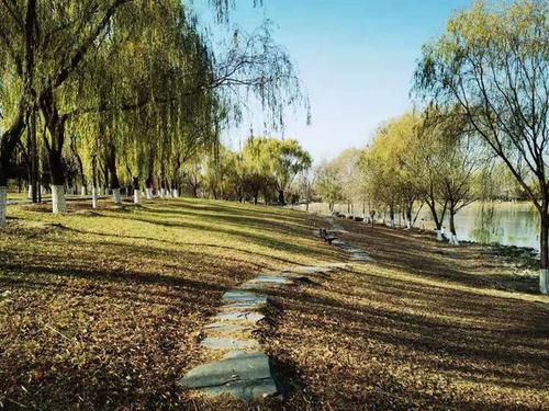 冬日游北京南海子公园,听呦呦鹿鸣,看禽鸟飞翔