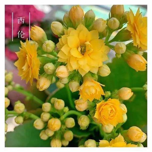 34种长寿花,最美的品种都在里面