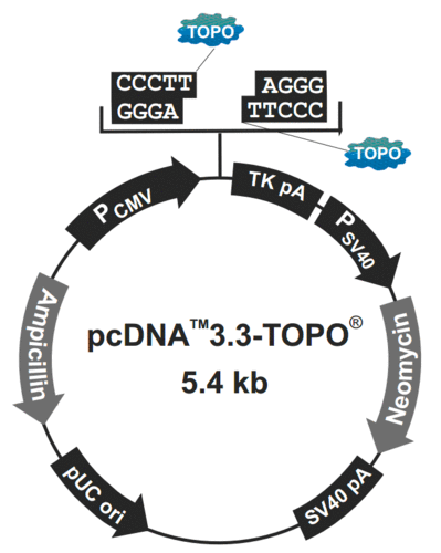 pcdna3.3-topo载体质粒图谱和多克隆位点信息