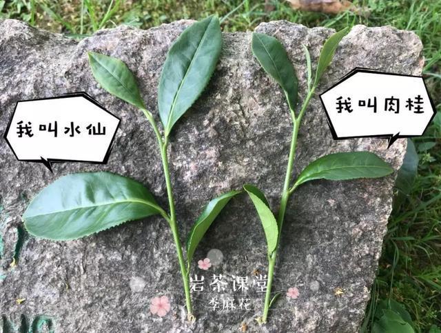 细数武夷岩茶界三大当家花旦大红袍水仙肉桂喝过一种才算懂岩茶