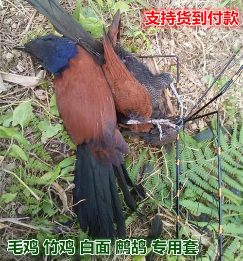 鸟标本商品图片价格