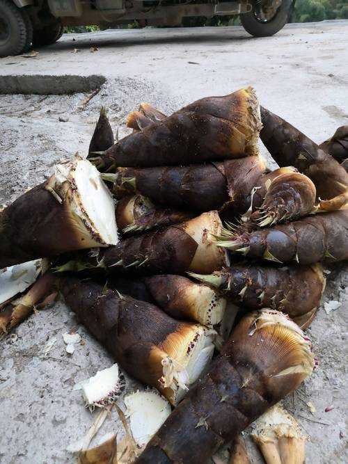 本人大量出售楠竹笋竹笋新鲜当天现挖