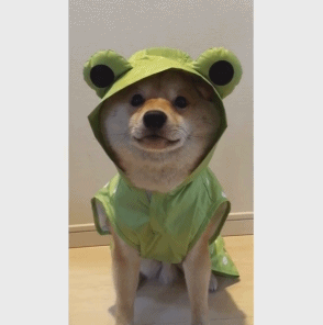 今天的柴柴呱呱叫~ instagram:mamechiyo728