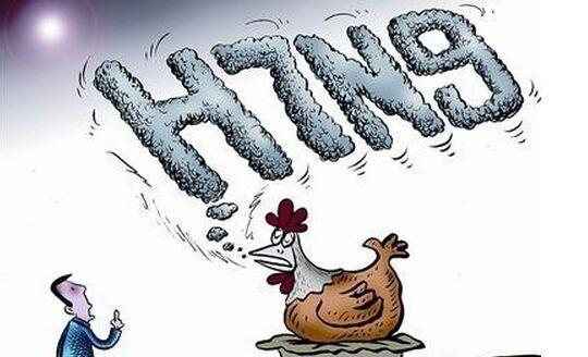 防控人感染h7n9禽流感 初一至初十广东禁卖活禽