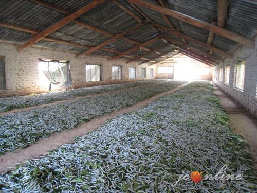 从居家养蚕到田间大棚养蚕,生产方式的创新减轻了蚕农的生产强度,提高