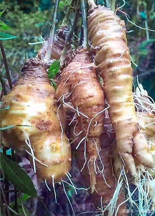 形似海螺,俗称"萝卜参",60元一斤却少有人识,可惜了!