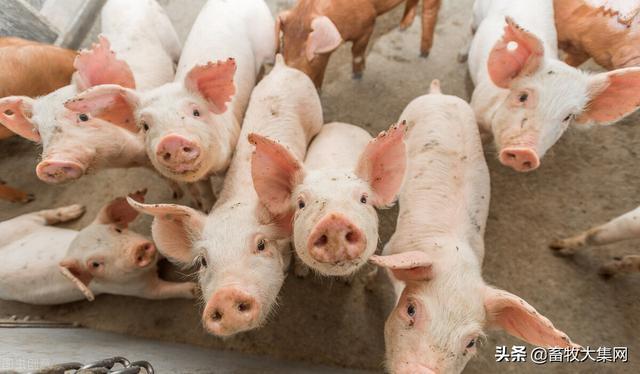 总之,养猪人要充分考虑猪群品类,生长阶段,饲养管理技术,用途,生物