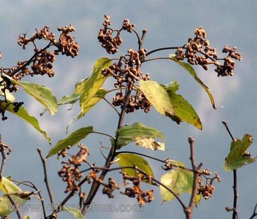 鬼爪子富含水分,很甜但稍有点涩,很受小伙伴们的欢迎.