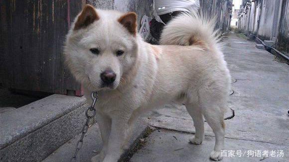 导致咬人的情况时有发生,养此种猛犬的人也越来越少,潮汕大头犬又被