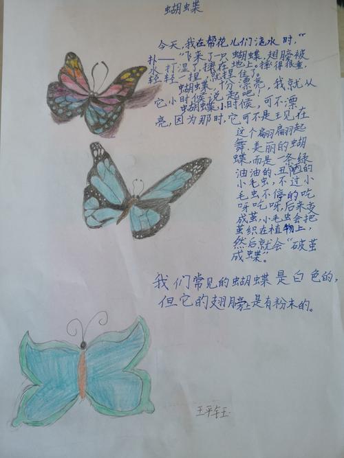 蚂蚁中队昆虫备忘录