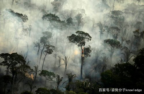 10000种生物面临灭绝,从天堂到地狱,亚马孙热带雨林