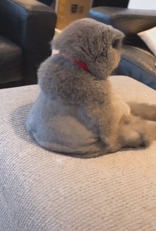 喵咪一大早就生闷气,小眼神亮了,小鱼干都没办法哄乐!